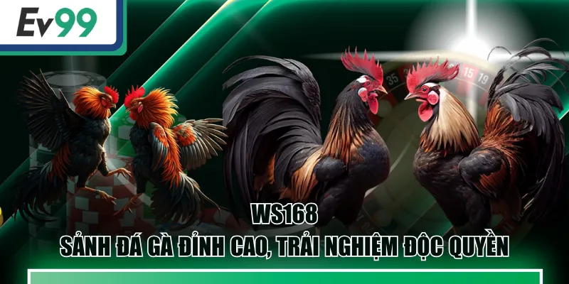 WS168 | Sảnh Đá Gà Đỉnh Cao, Trải Nghiệm Độc Quyền 2 WS168
